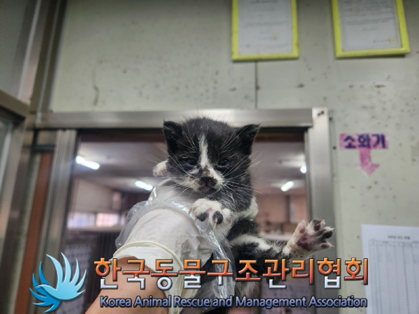 한국동물구조관리협회_441559202401280